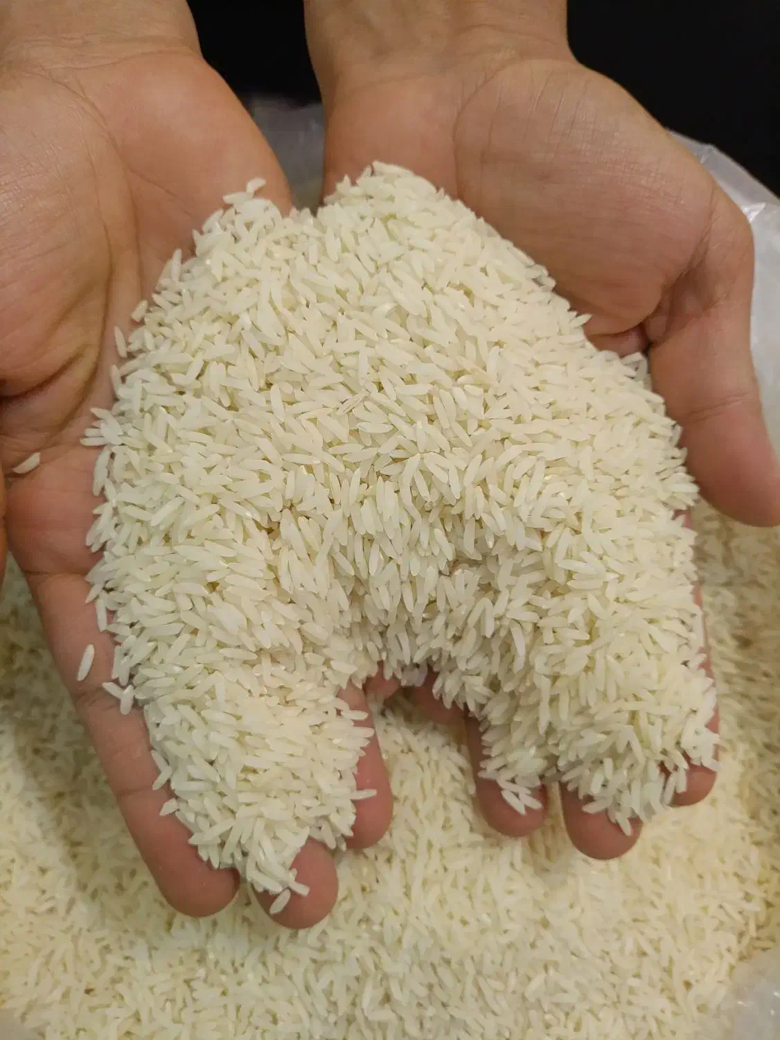 فروش برنج طارم هاشمی ممتاز کشت برتر استان مازندران|خوردنی و آشامیدنی|بروجن, |دیوار