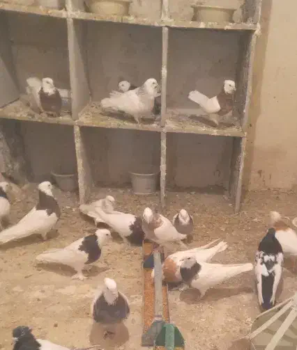 چند جفت طوقی هفت رنگ|پرنده|زاوه, |دیوار