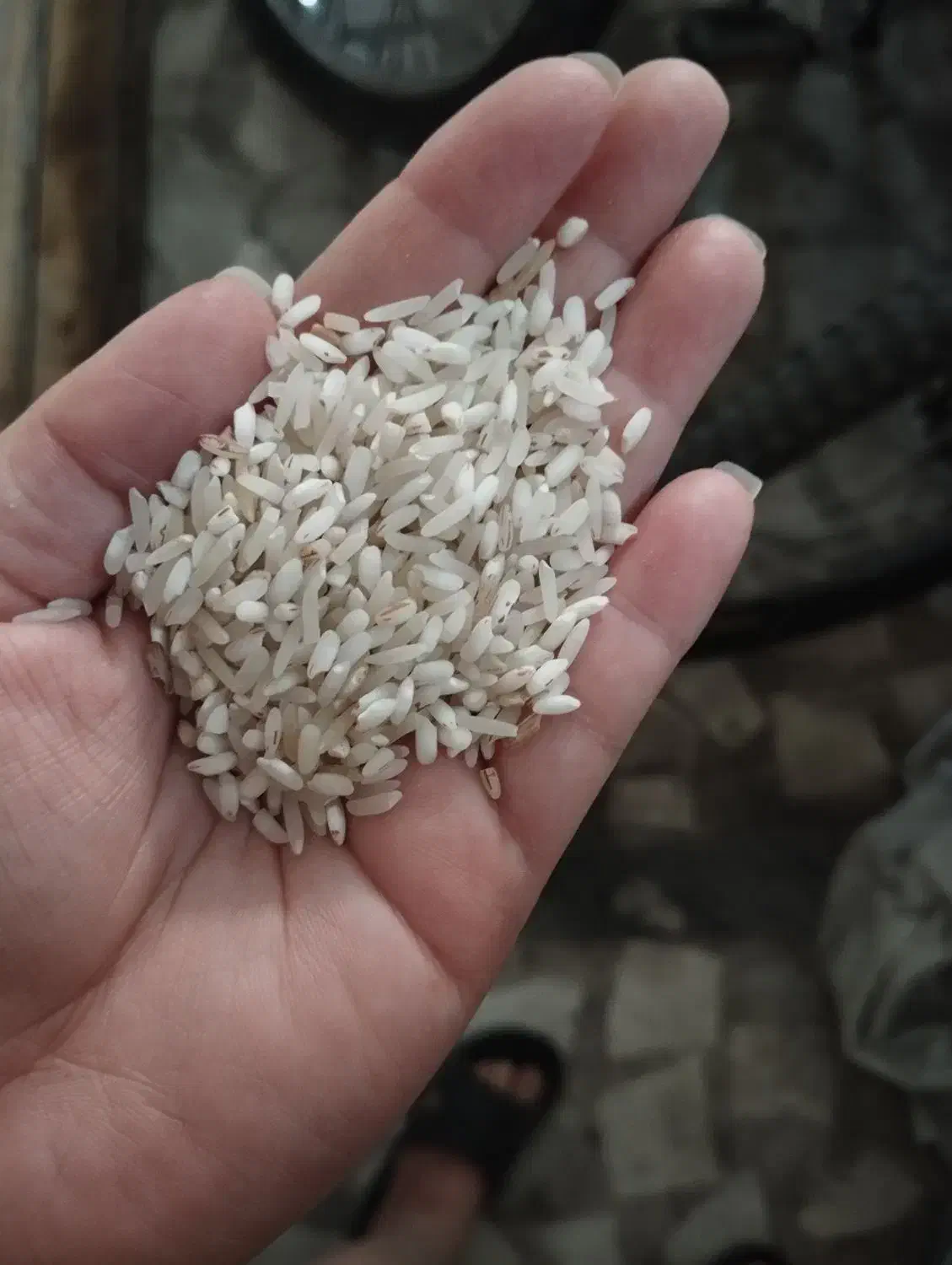 برنج قلوه|خوردنی و آشامیدنی|رشت, حمیدیان|دیوار