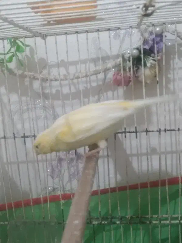 قناری ماده لیمویی معاوضه|پرنده|تهران, جوادیه تهرانپارس|دیوار