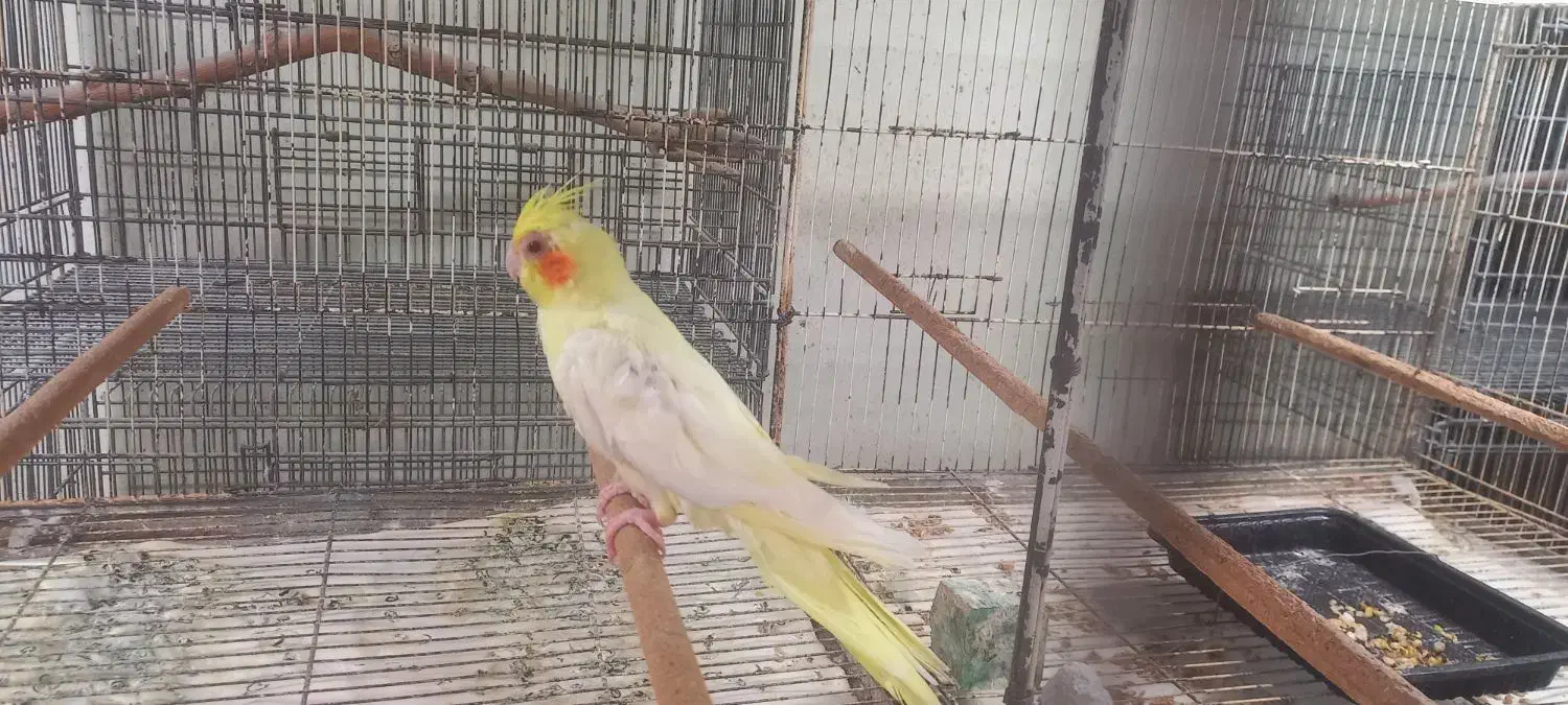 عروس هلندی ماده رام و چلوندنی|پرنده|بابل, |دیوار