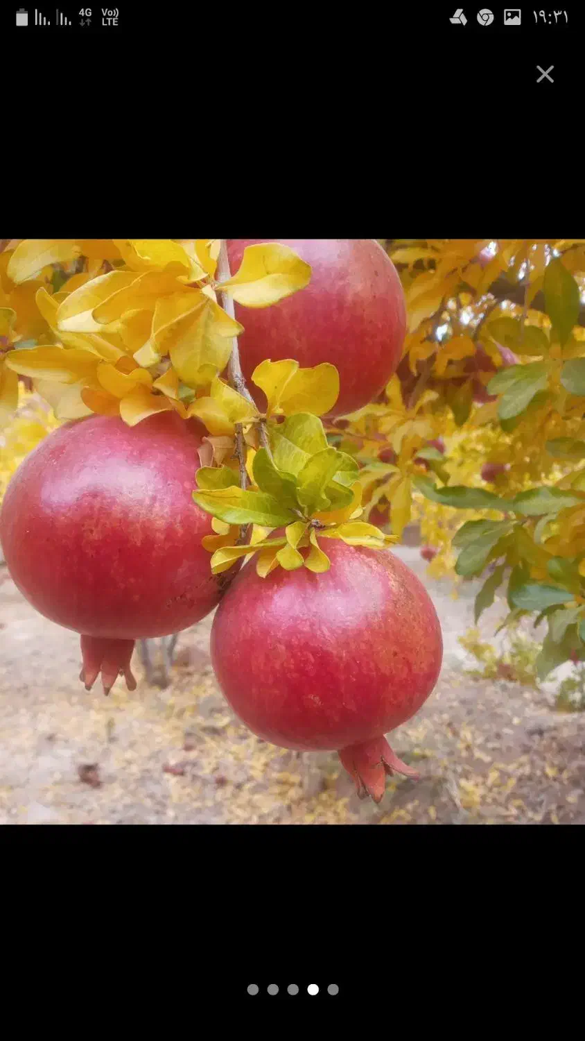 انار درجه یک و درجه دو|خوردنی و آشامیدنی|رامشه, |دیوار