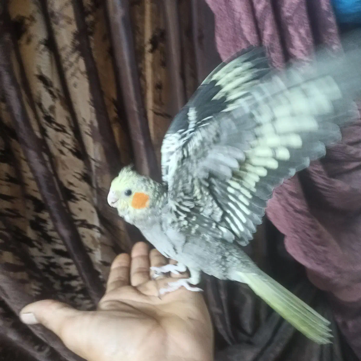 جوجه عروس هلندی دستی 60روزه|پرنده|اصفهان, جلالیه|دیوار