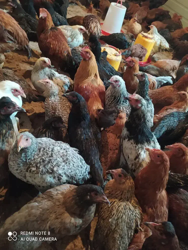 جوجه مرغ و خروس محلی اصل|حیوانات مزرعه|ارژن, |دیوار