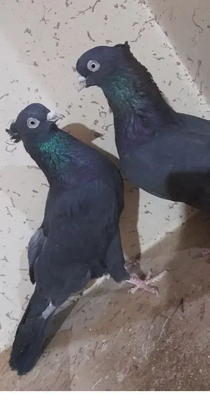 کبوتر|پرنده|گندمان, |دیوار