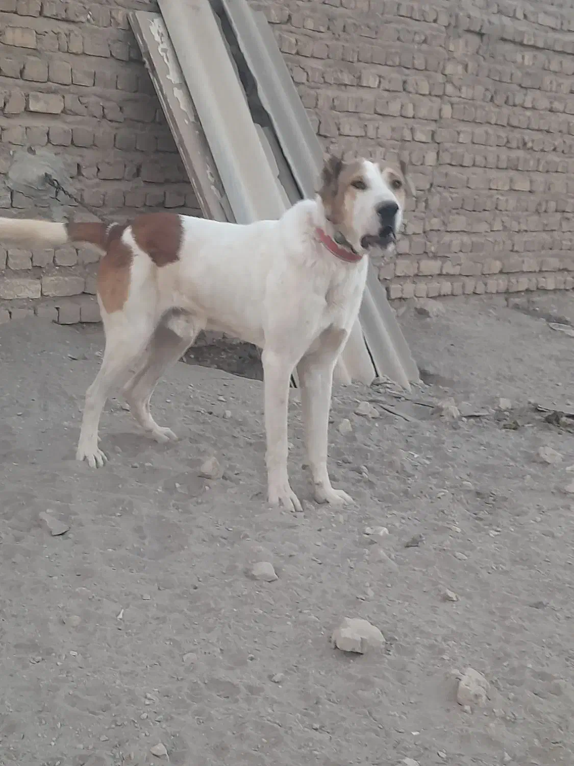 سگ نرسرابی|سگ|قم, کلهری|دیوار