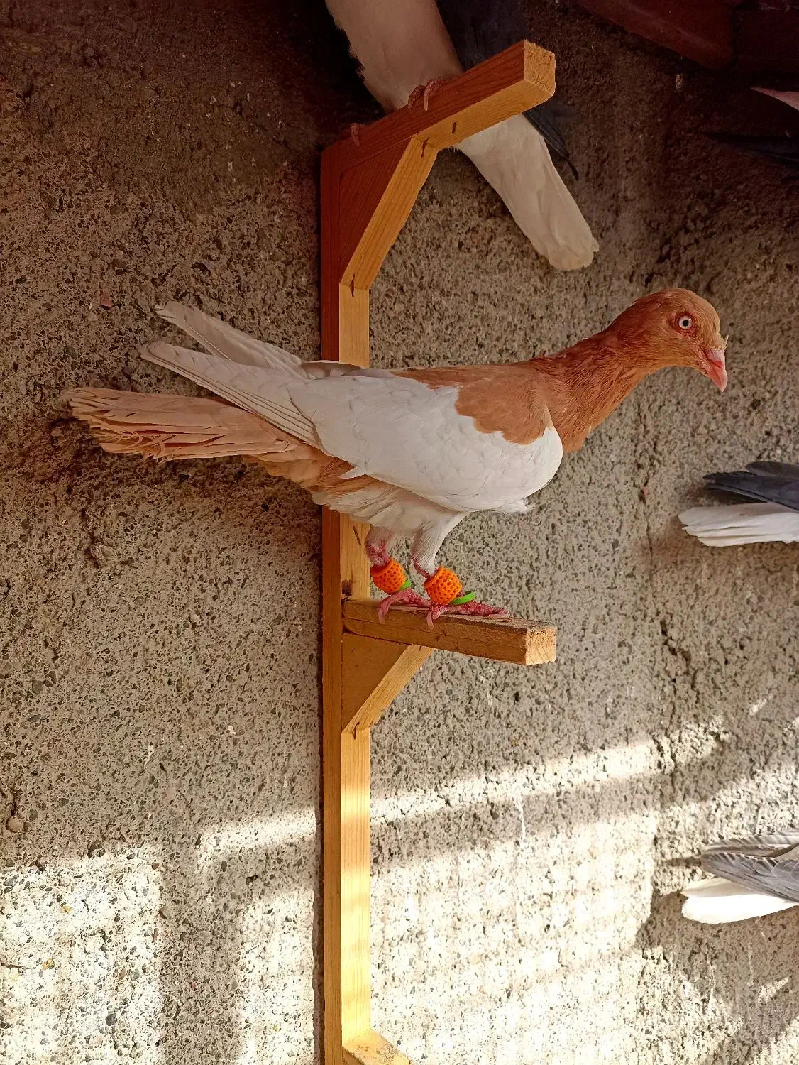 کبوترعطیقه|پرنده|مشهد, هفده شهریور|دیوار