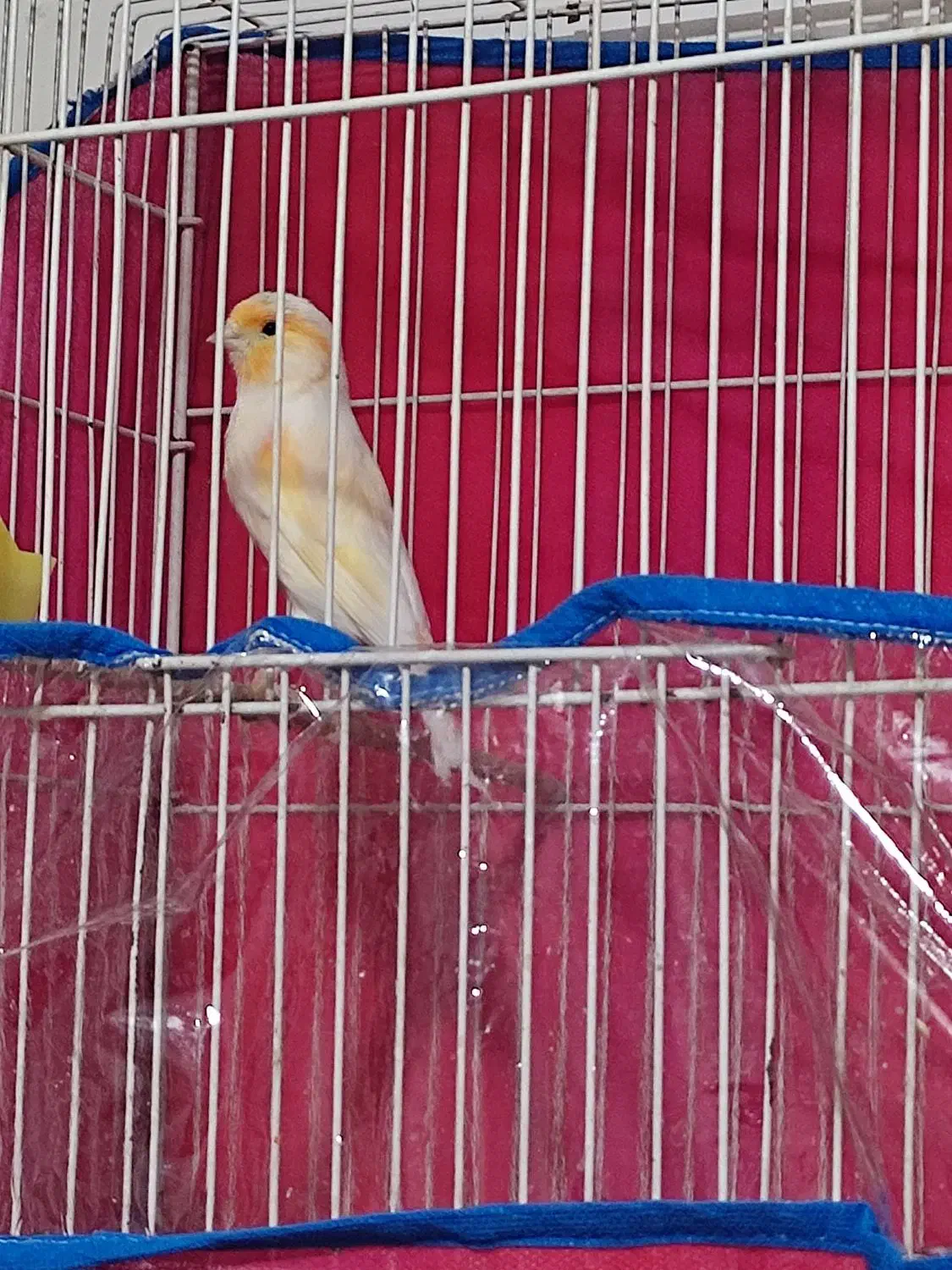 قناری موزاییکی|پرنده|خواف, |دیوار