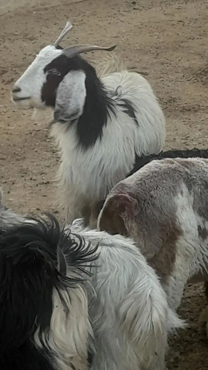 کره گیسه میش وبزجوان|حیوانات مزرعه|مرودشت, ده بید|دیوار