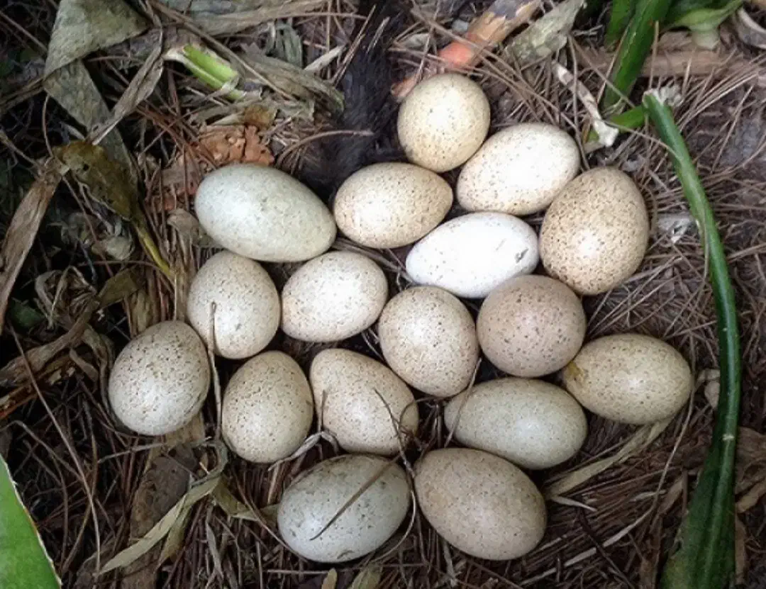 تخم بوقلمون تخم کبوتر تخم بلدرچین عمده|حیوانات مزرعه|لاهیجان, انقلاب|دیوار