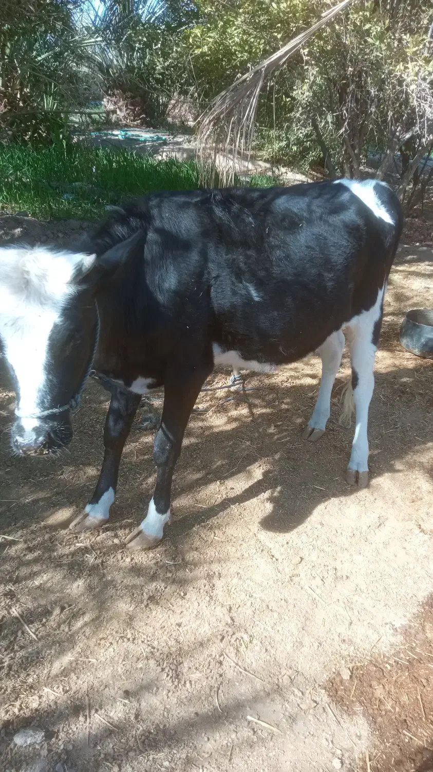 فروشی|حیوانات مزرعه|مهرستان, |دیوار