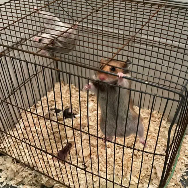 همستر|موش و خرگوش|زنجان, |دیوار