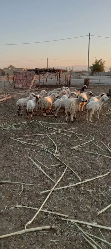 بره چاق پلوار کشتاری 370کیلویی|حیوانات مزرعه|ارزوئیه, |دیوار