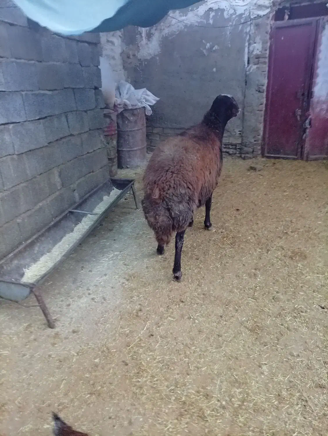 یه قوچ شرارتی|حیوانات مزرعه|زاغه, |دیوار