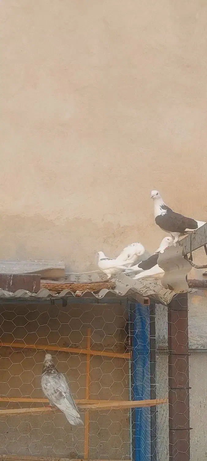 تعدادی کفتر  /یکجا و یا تکی / جفت کن|پرنده|تهران, شهید اسدی|دیوار