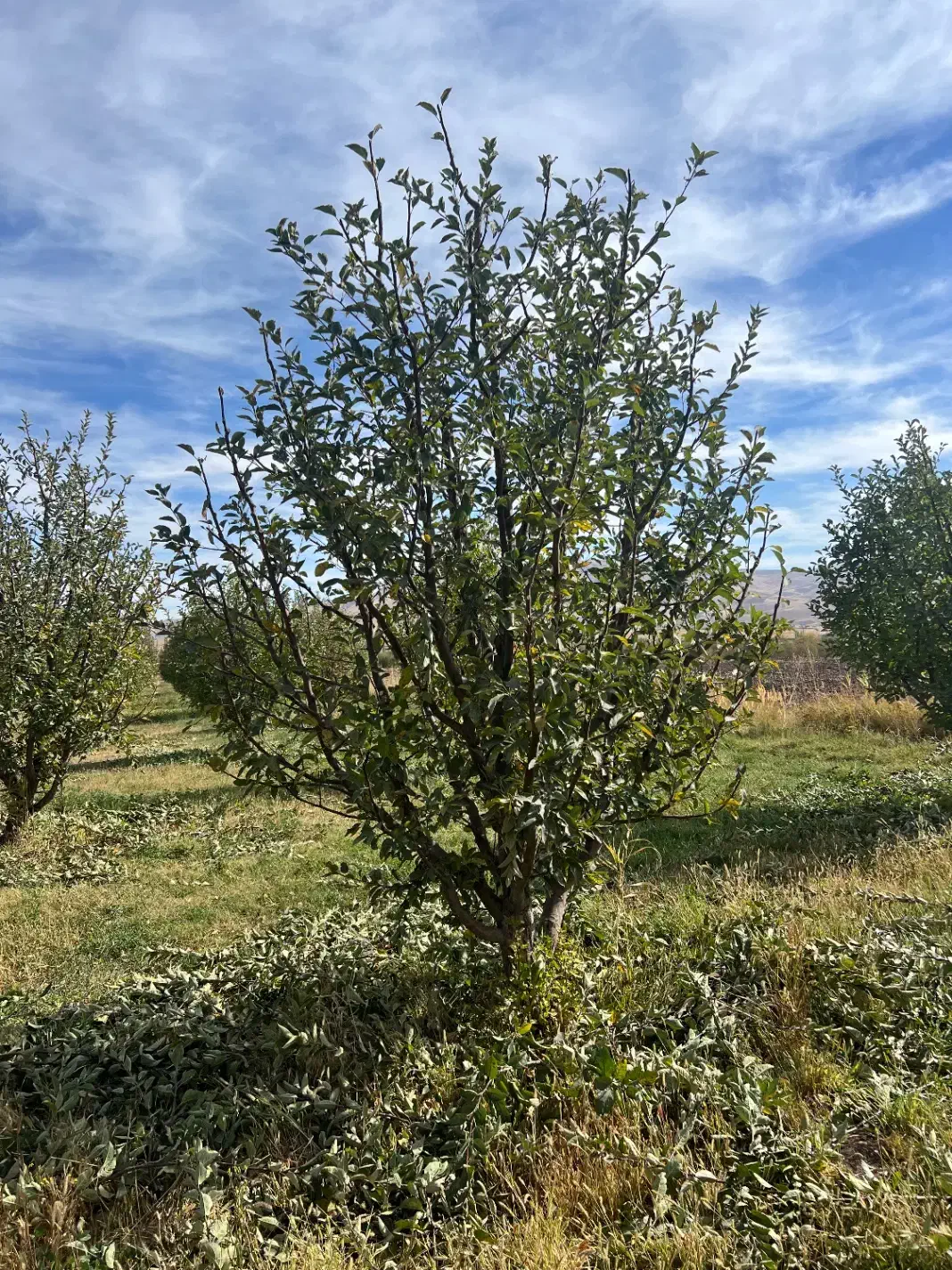 هرس کار باغ سیب و....|خدمات باغبانی و درختکاری|ترکمانچای, |دیوار