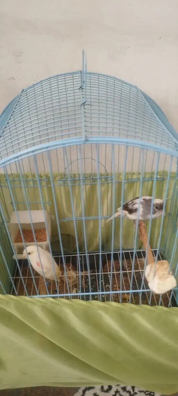 قناری مزایکی|پرنده|ری, شهادت|دیوار