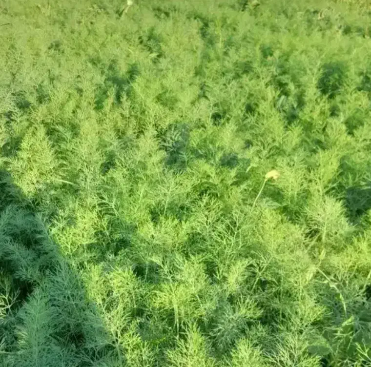 فروش سبزی|خوردنی و آشامیدنی|دهدشت, |دیوار