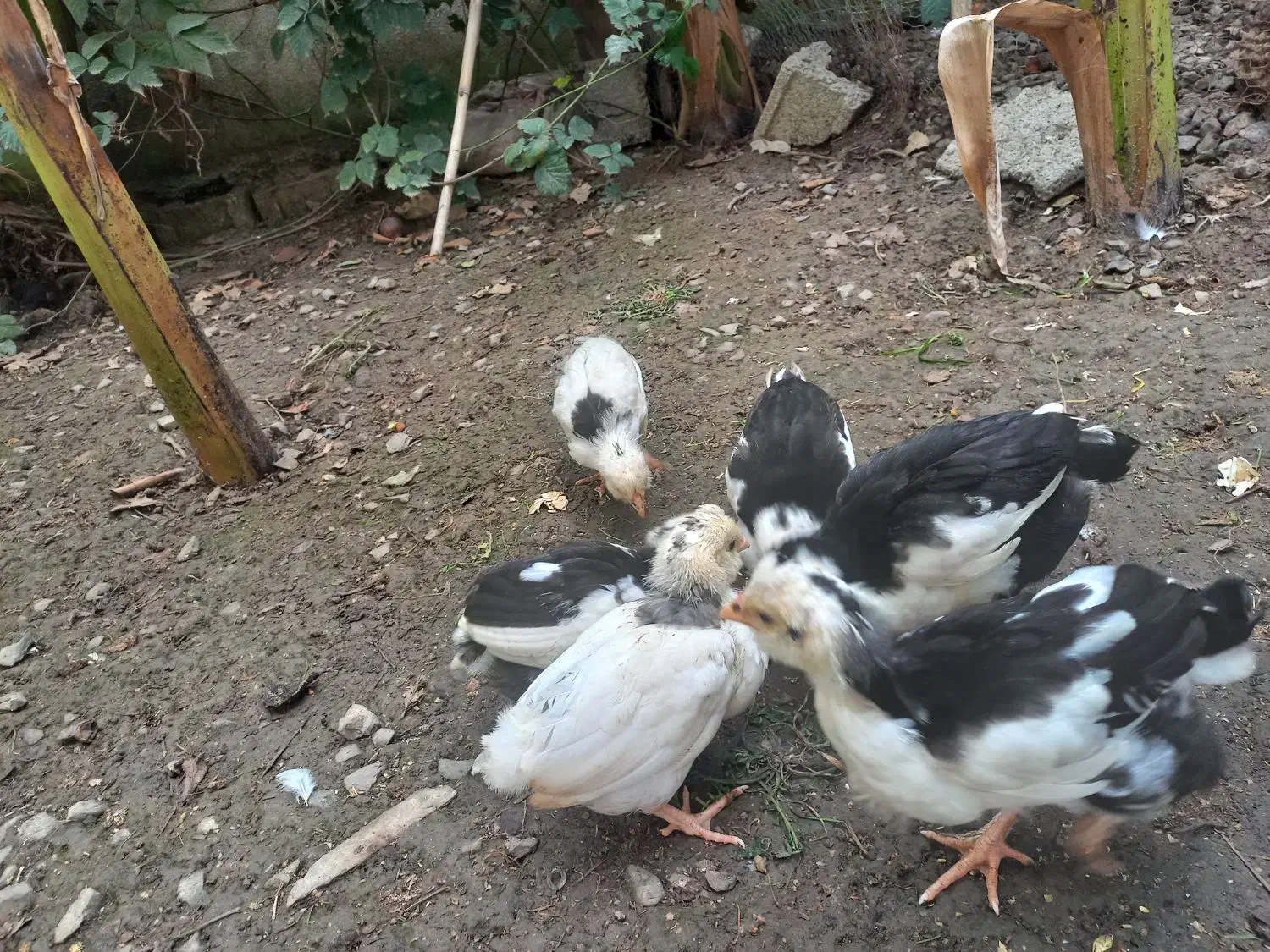 ۶ عدد جوجه گلین قلم سیاه وطوسی|حیوانات مزرعه|بهنمیر, |دیوار