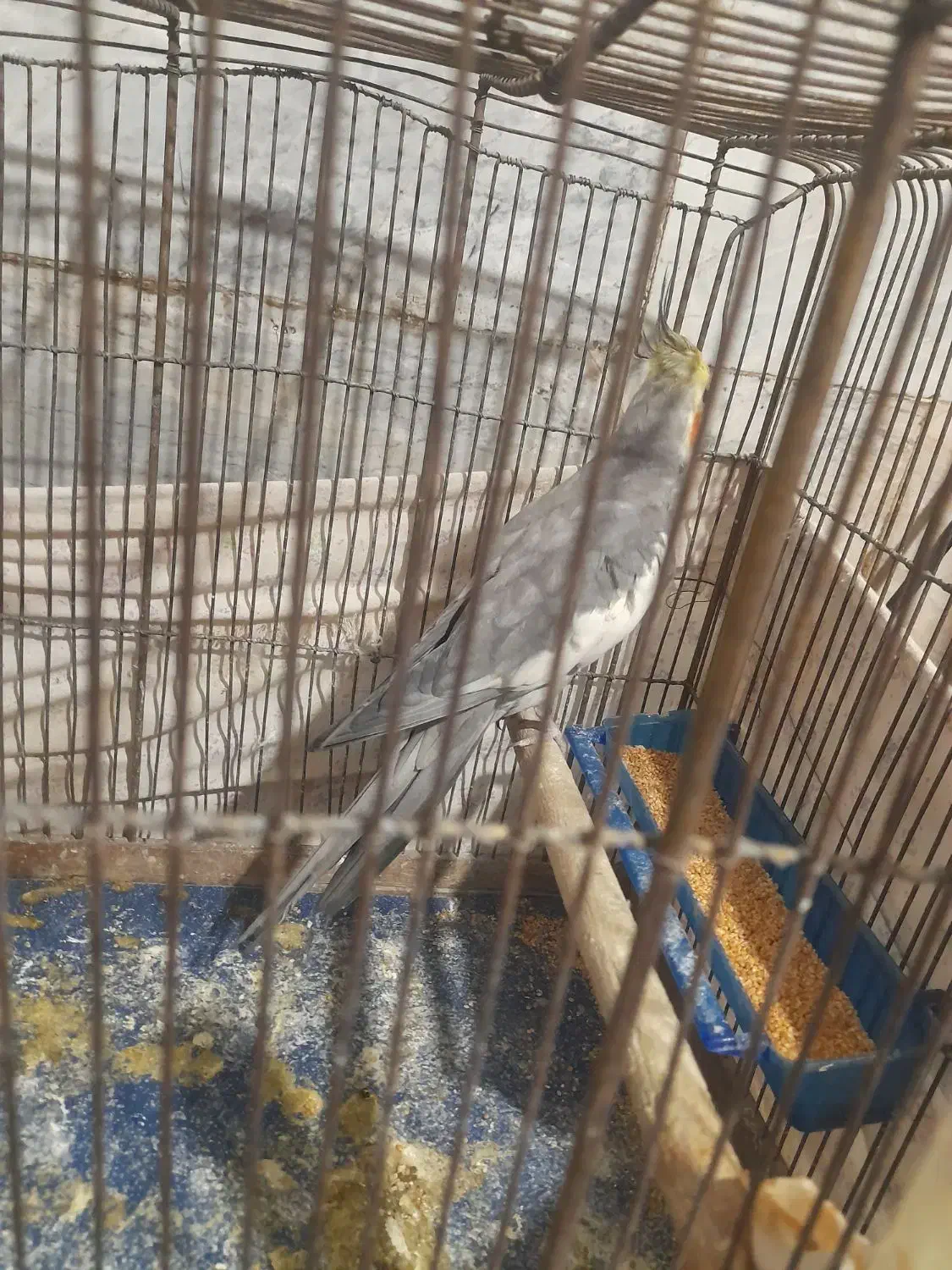 حراج عروس هلندی|پرنده|ری, عباسآباد|دیوار