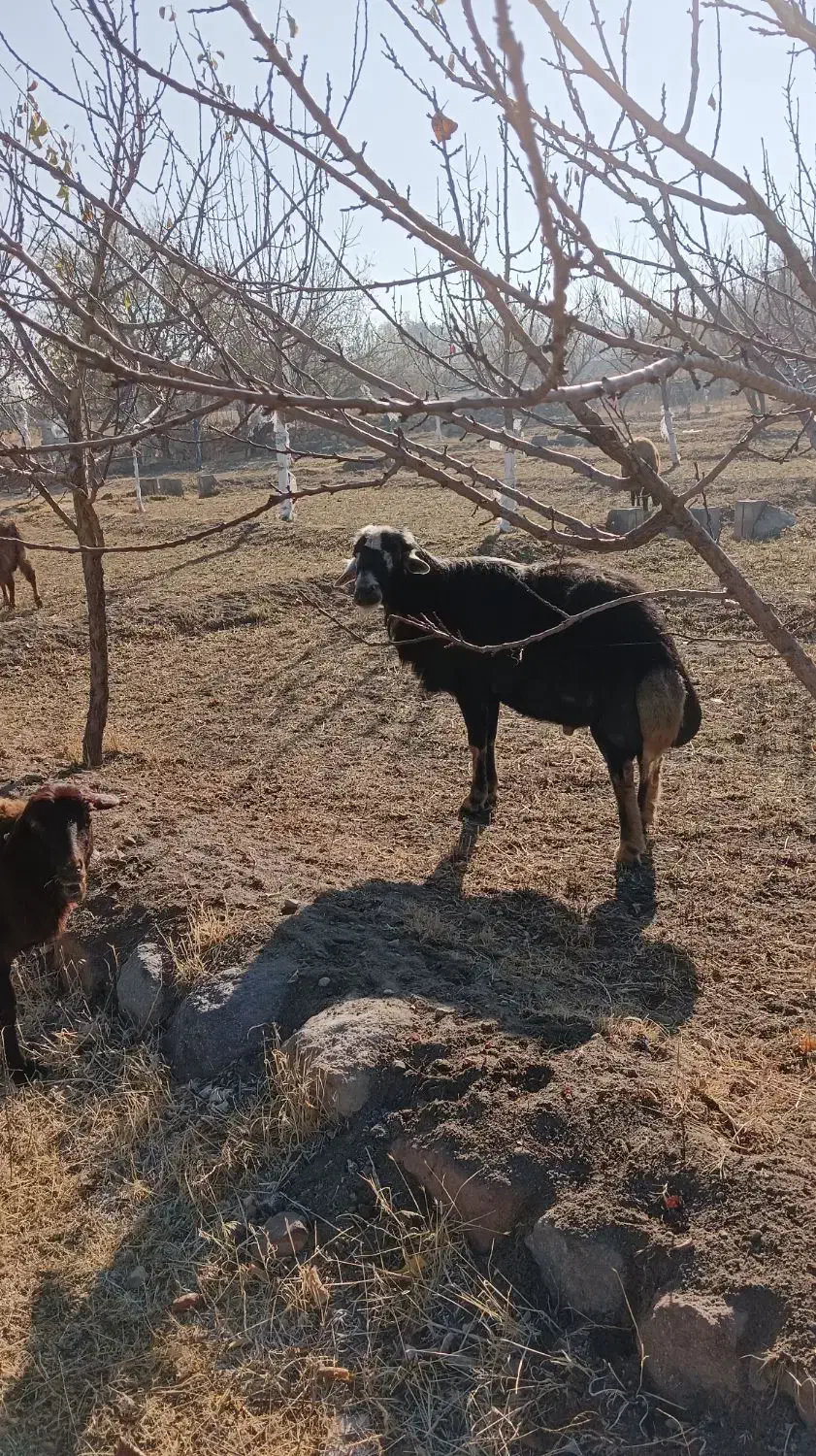 گوسفند بز|حیوانات مزرعه|باسمنج, |دیوار