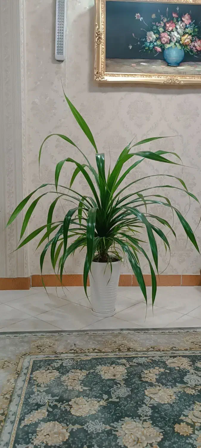 گل های آپارتمانی|گل و گیاه طبیعی|رشت, سعدی (تختی)|دیوار