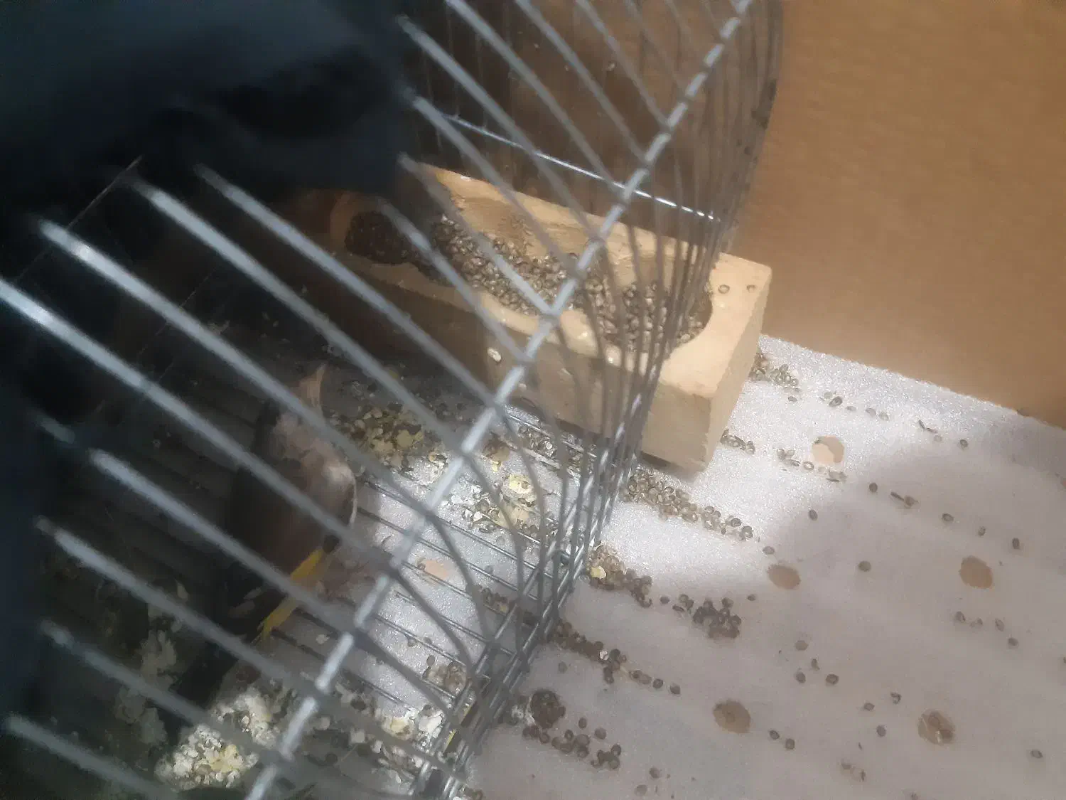 قناری پرتغالی معاوضه|پرنده|شیراز, گلشن|دیوار