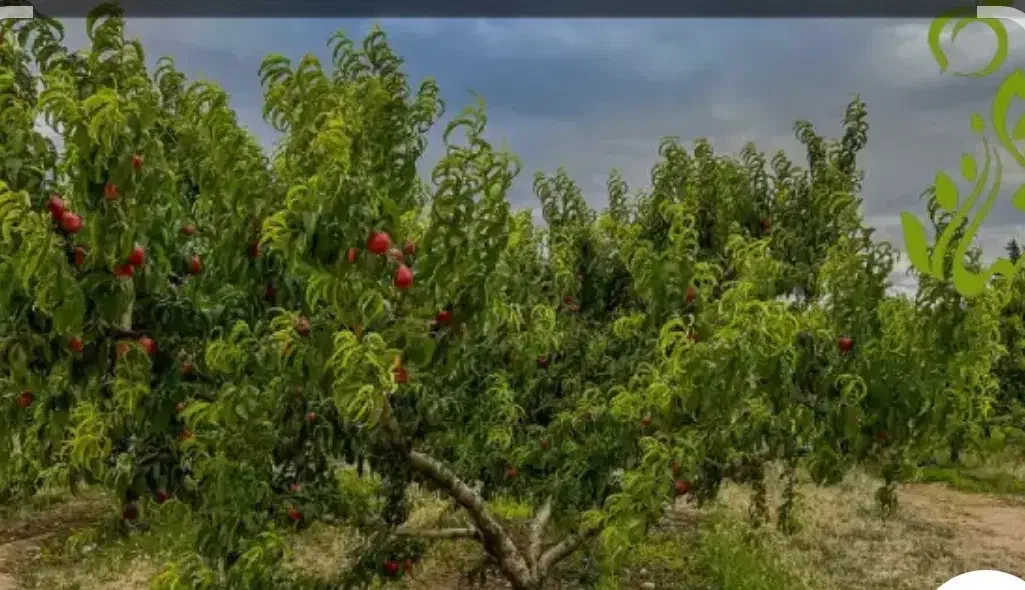 ۲۵هکتارباغ وزمین|فروش دفتر صنعتی، کشاورزی، تجاری|تاکستان, |دیوار