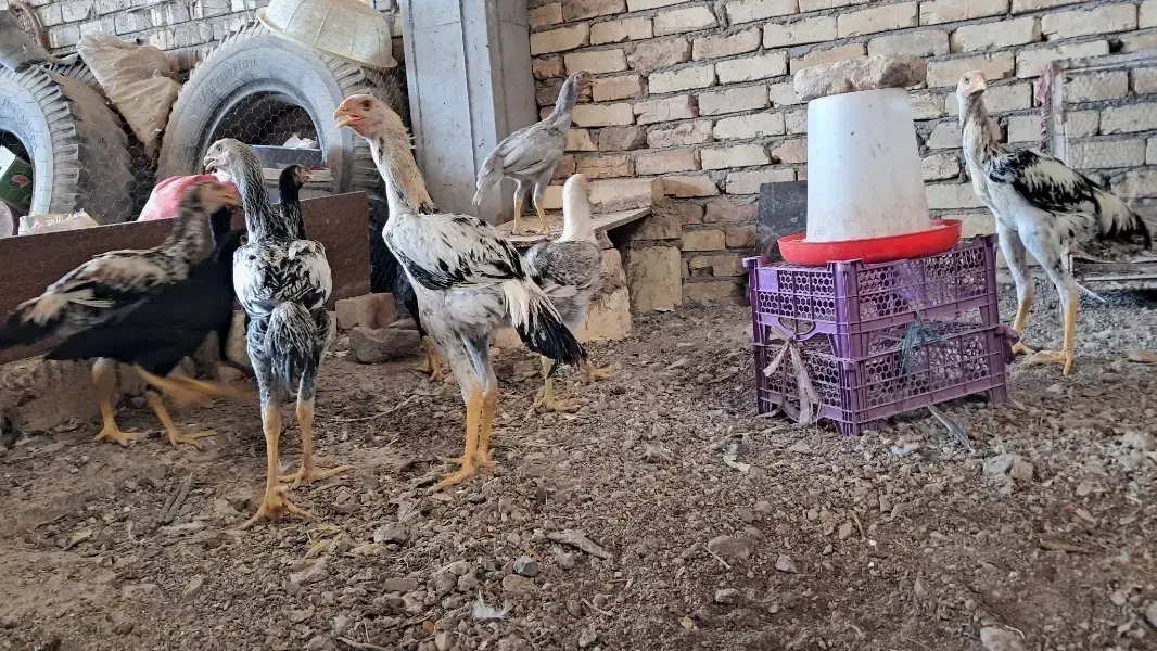 مرغ و خروس لاری|حیوانات مزرعه|رباطکریم, رباطکریم|دیوار