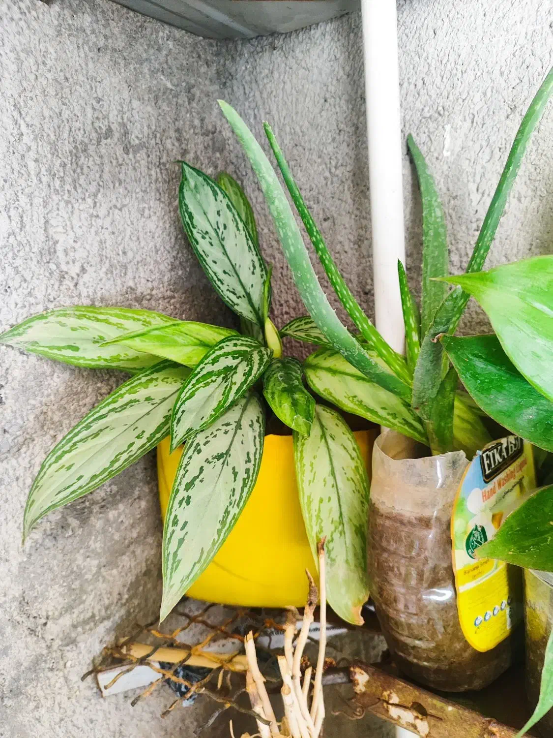 ارزونی|حراج|سرپل ذهاب, |دیوار