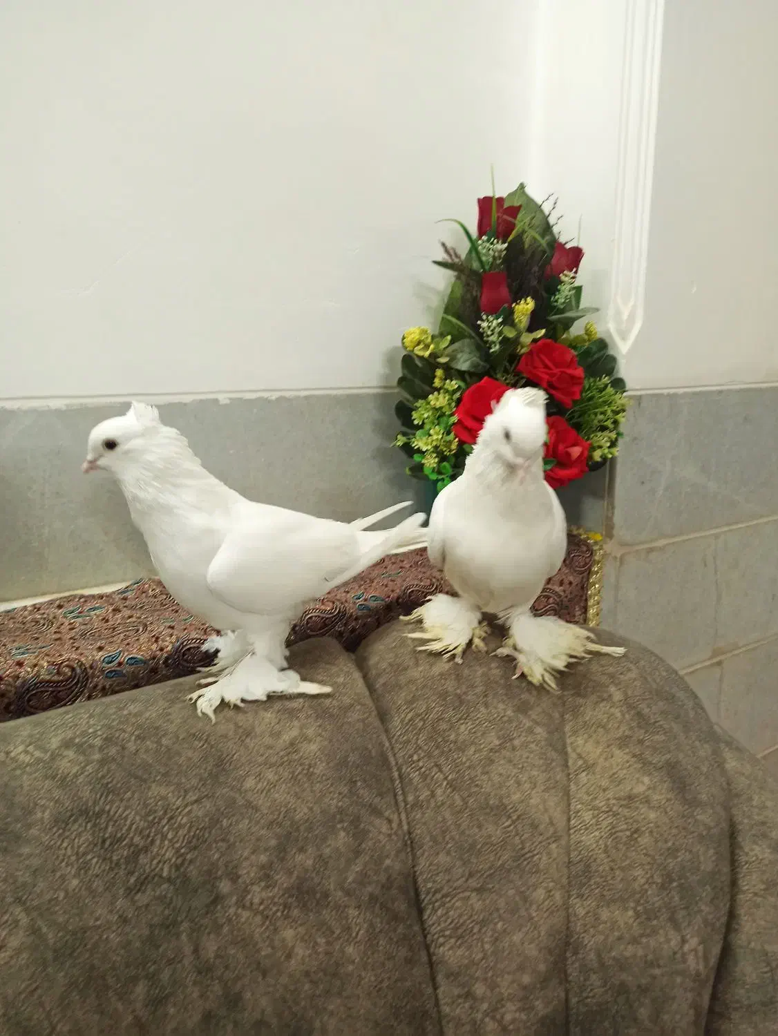 کبوتر|پرنده|آبعلی, |دیوار