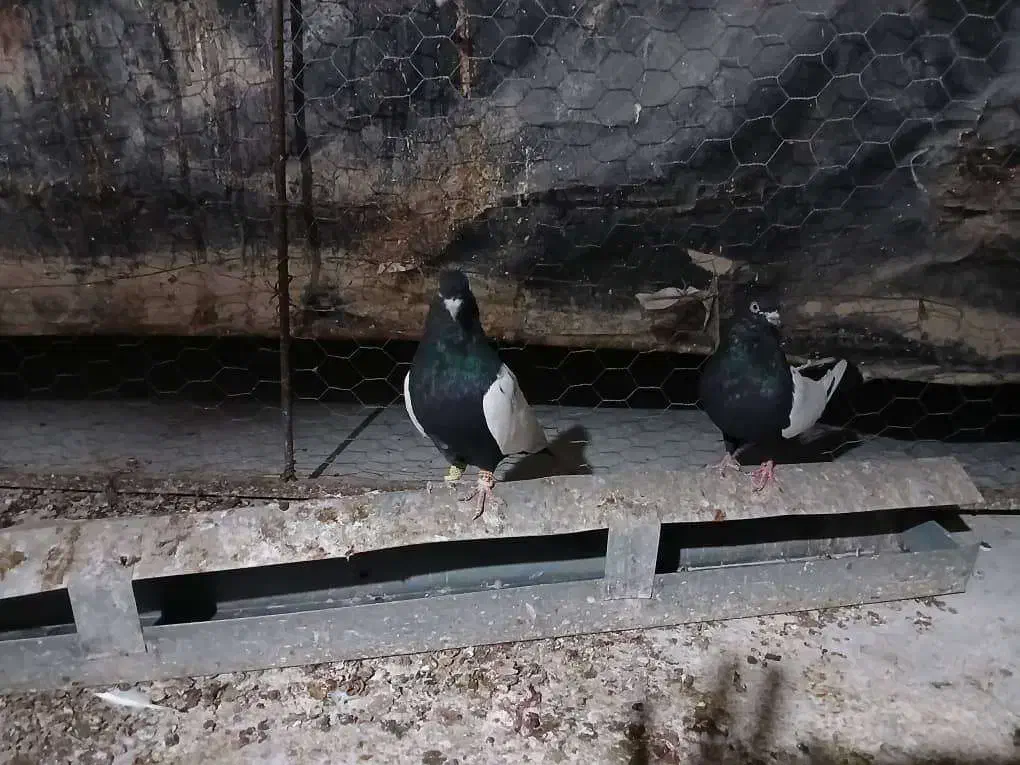 کبوتر|پرنده|ارژن, |دیوار