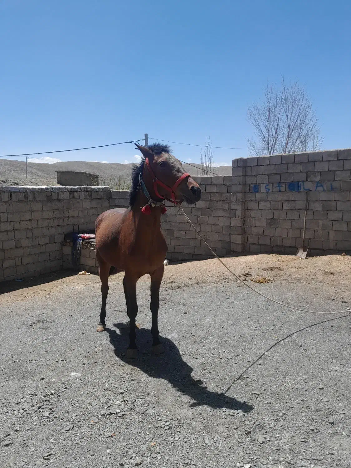 اسب مادیون آرام خوش را|اسب و تجهیزات اسبسواری|کرچمبو, |دیوار