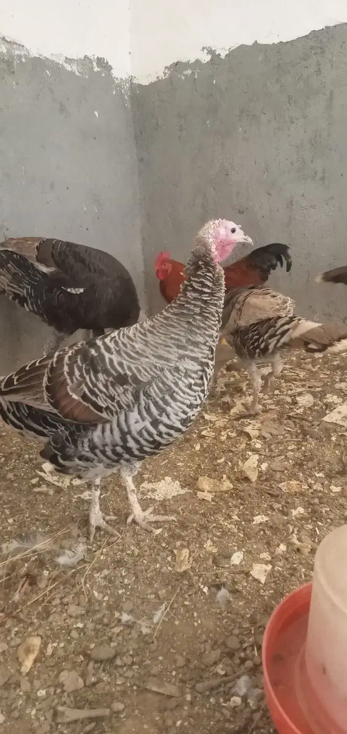 ۳ عدد بوقلمون ماده فروشی|حیوانات مزرعه|سنقر, |دیوار