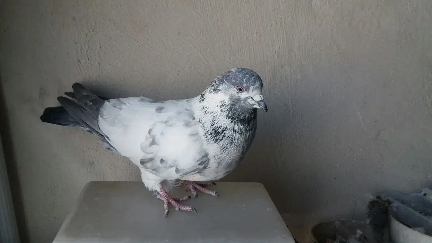 نرکله دمسبز|پرنده|نجف‌آباد, هفده شهریور|دیوار