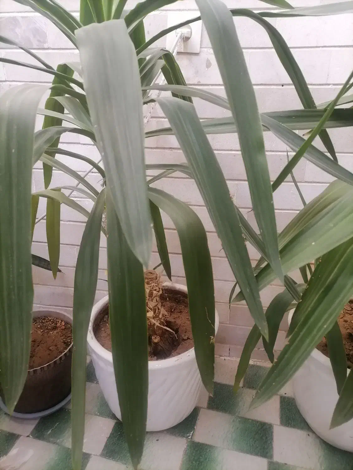 دو عدد گل زیبا به همراه گلدان سرامیکی|گل و گیاه طبیعی|اسفراین, |دیوار