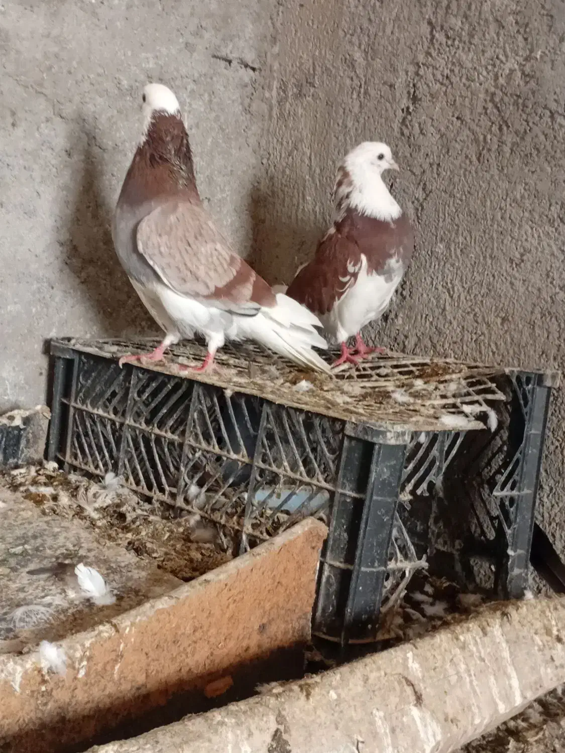 کبوتر همه سالم به زمانت|پرنده|قرق, |دیوار