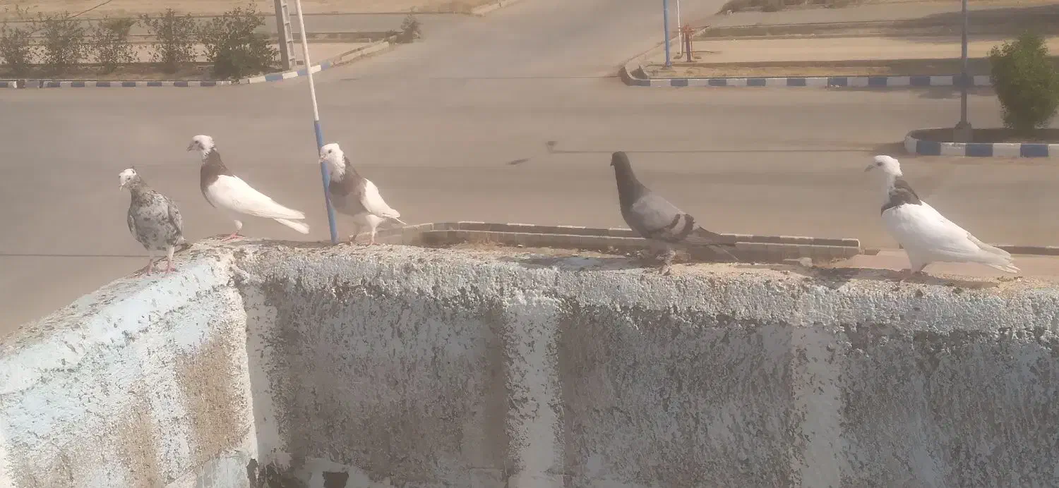 کبوتر|پرنده|باوی, |دیوار