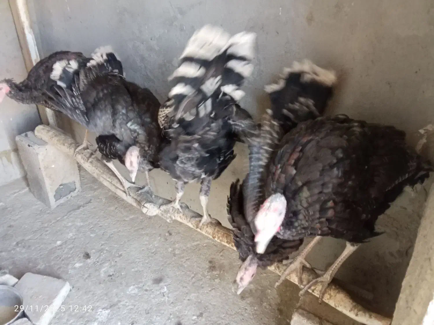 بوقلمون|حیوانات مزرعه|گلبهار, بیزکی|دیوار