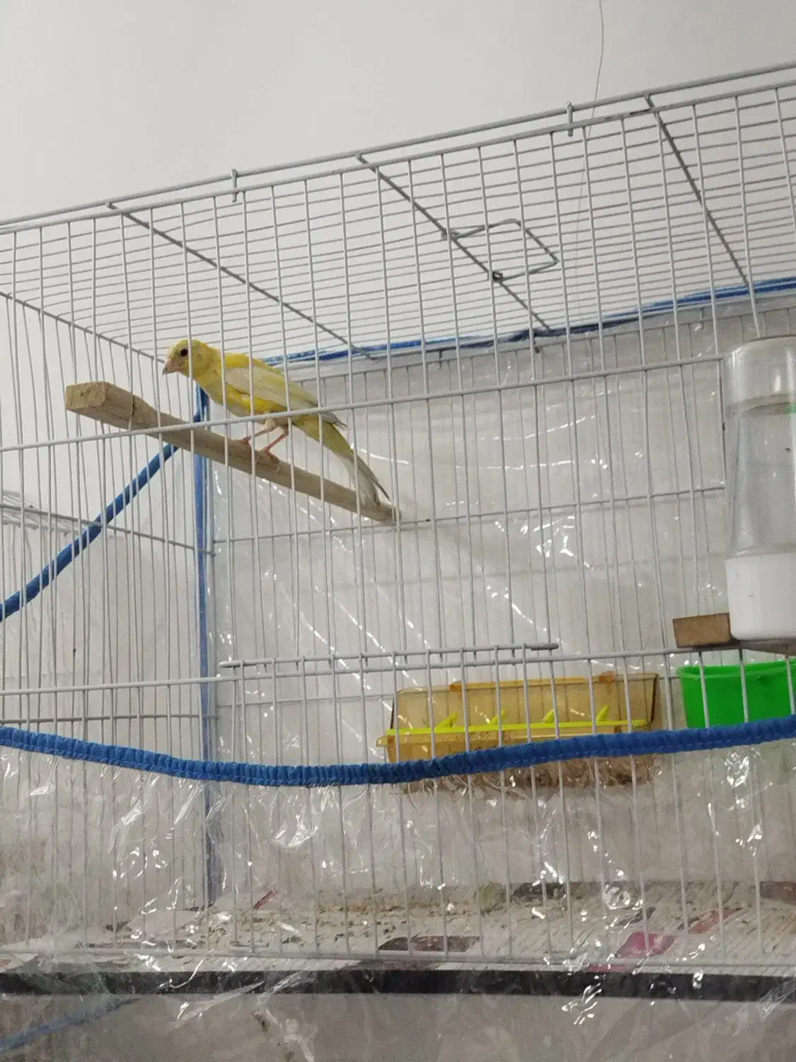 قناری نر|پرنده|مشهد, توس (بلوار توس)|دیوار