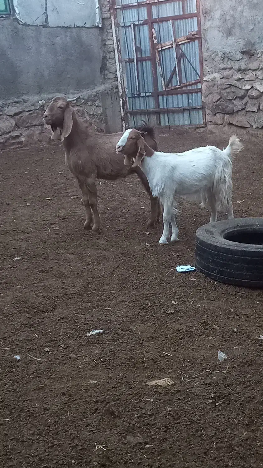 بزغاله نر ماده|حیوانات مزرعه|بروجرد, |دیوار