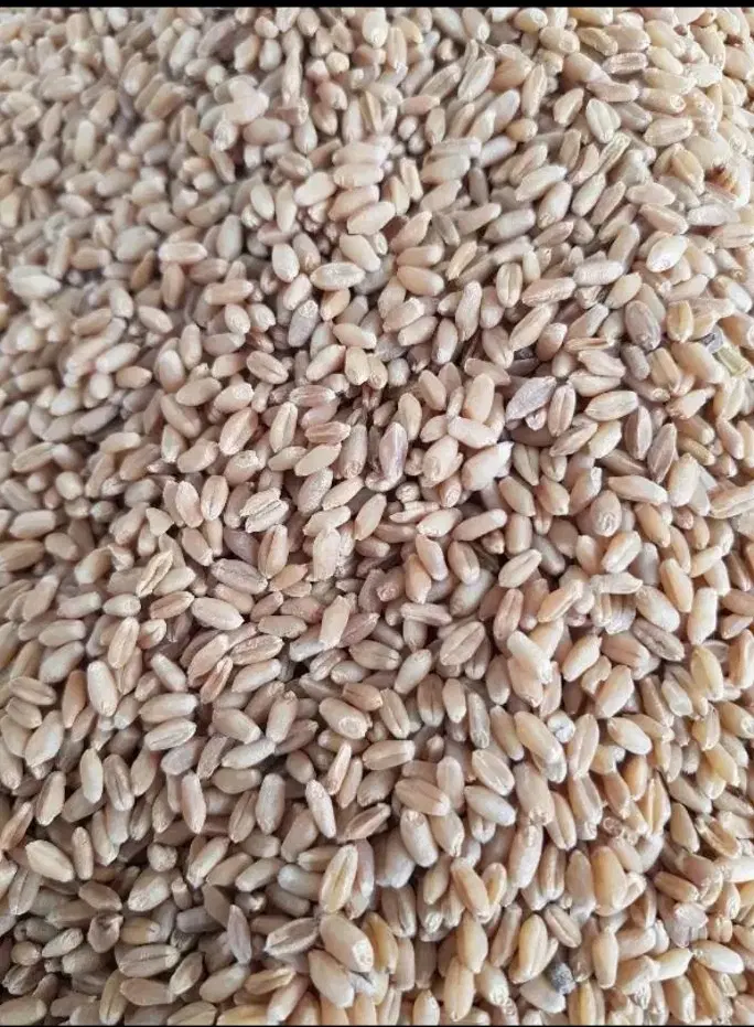 گندم|عمده‌فروشی|اصفهان, ارزنان|دیوار