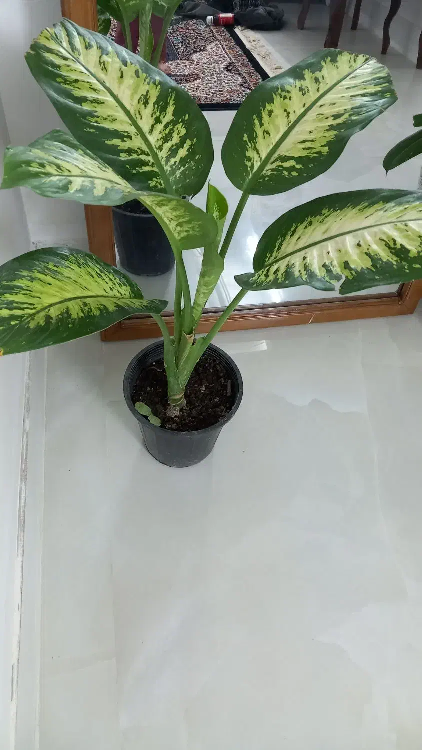 گل های اپارتمانی|گل و گیاه طبیعی|نیشابور, مبارکه|دیوار