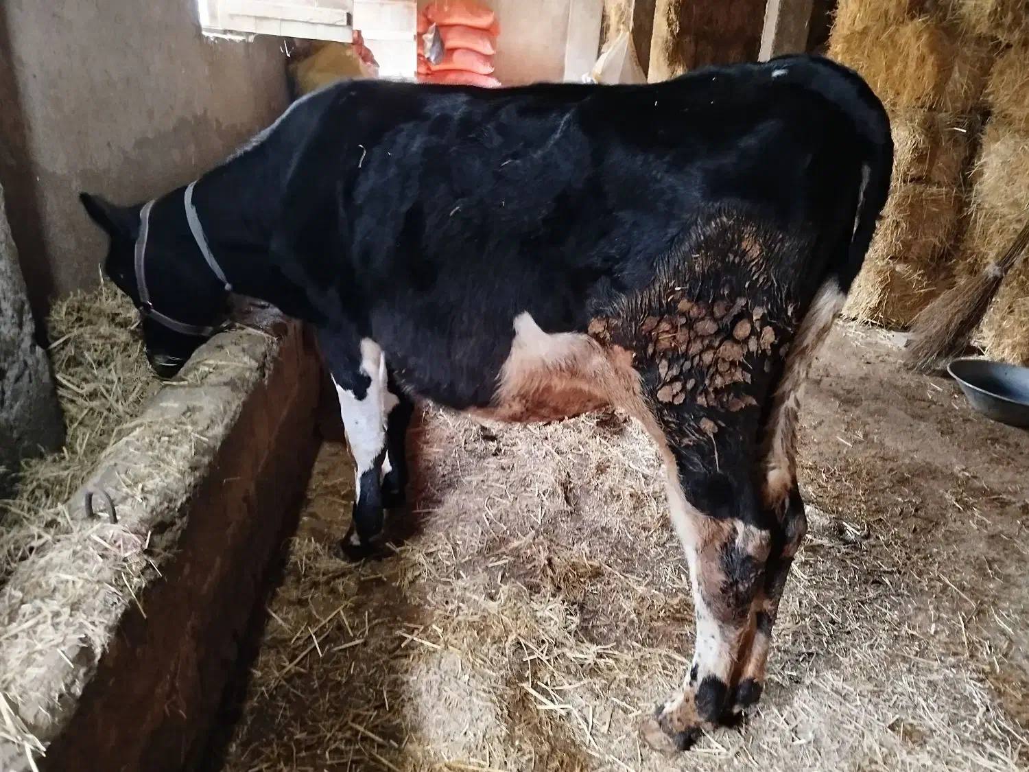 گوساله ماده هلشتاین آمریکایی ده ماهه|حیوانات مزرعه|تالش, جوکندان|دیوار