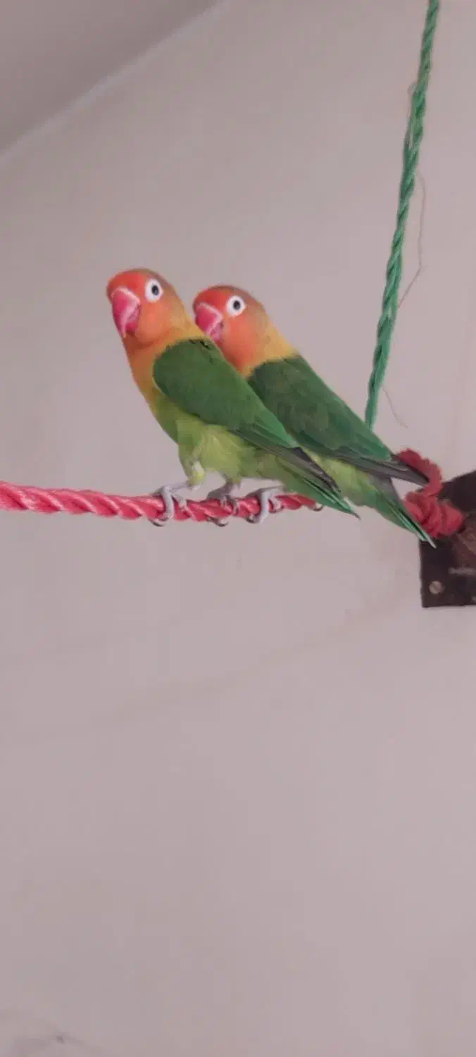 عروس هلندی و برزیلی|پرنده|خلخال, |دیوار