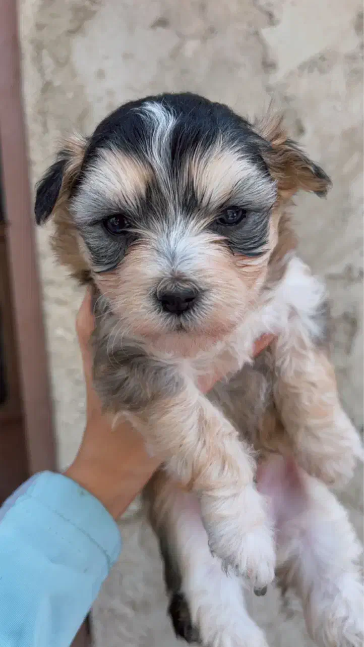 شیتزو|سگ|قشم, |دیوار