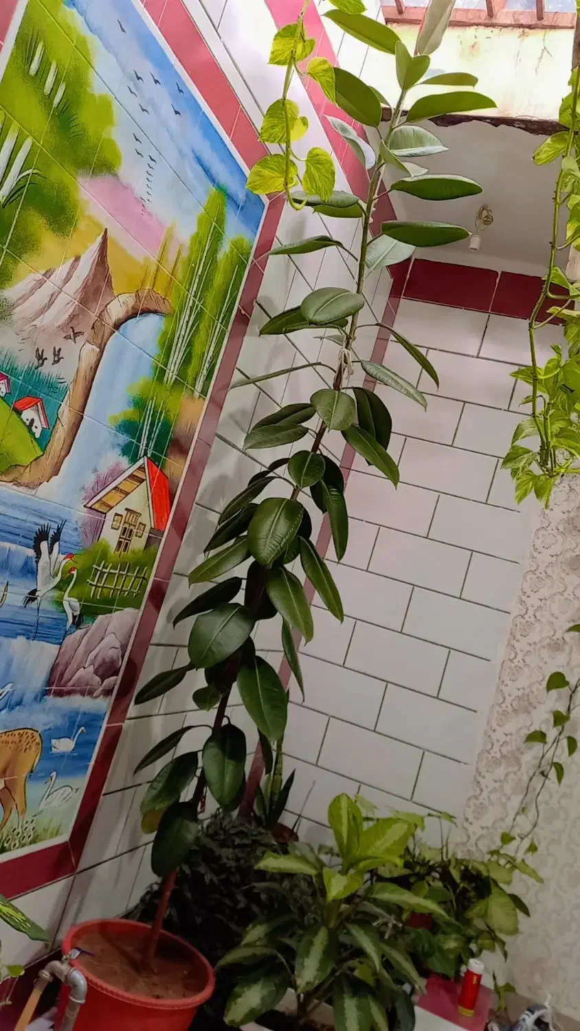 گل خانگی|گل و گیاه طبیعی|مارگون, |دیوار