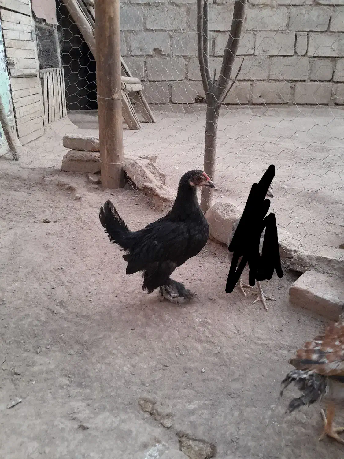 جوجه پاپر|حیوانات مزرعه|شاهین دژ, |دیوار