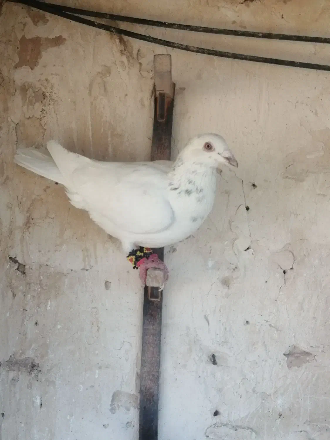 کبوتر|پرنده|کاشمر, |دیوار