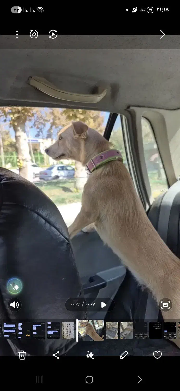 پت خونگی|سگ|اصفهان, پوریای ولی|دیوار